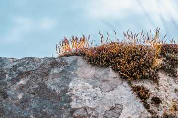 lichen et mousse naturelle sur le vieux mur en pierre