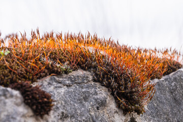 lichen et mousse naturelle sur le vieux mur en pierre