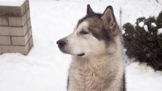 Beautiful Malamut Husky in winter. A dog tries to catch a snowflake. An adorable gray and white dog sitting in the snow