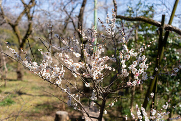 Plum blossoms blooming in the Hundred Herb Garden_29