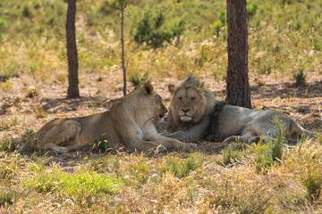 Male lion and Lioness very relaxed sitting under trees with Lioness looking at male Lion. South Africa