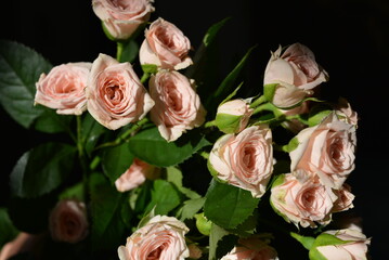 Elegant yellow pink small roses with green leaves, natural fresh chic rose pink cream color on black background.