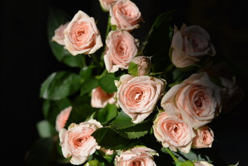 Elegant yellow pink small roses with green leaves, natural fresh chic rose pink cream color on black background.
