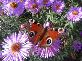 butterfly on flower