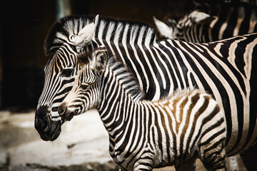 Zebra with foal - 749837189