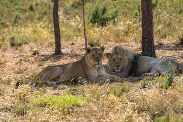 Male lion and Lioness very relaxed sitting under trees looking at camera, with male resting his head on his paws.  South Africa