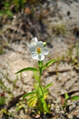 White Binara (Execum trinervium) a rare form of the usually blue endemic variety in Sri Lanka. This particular specimen was growing in the sandy beach of a large water body.