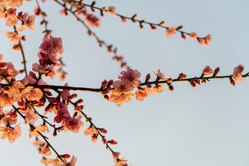 blossom in spring