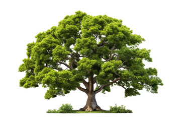 Large Green Tree With Abundant Leaves. A massive green tree stands tall with a profusion of lush leaves sprouting from its branches. The tree dominates the landscape with its size and vibrant foliage.