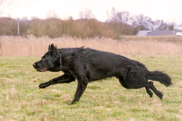 The black Old German Shepherd is sprinting across the field.