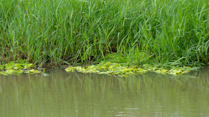 Pistia Stratiotes, or water lettuce, floats gracefully on water surfaces, providing habitat and enhancing aquatic ecosystems.