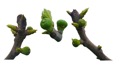fig tree buds