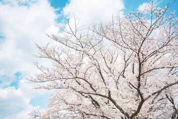 青空と満開の桜
