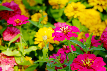 Obraz premium yellow zinnia flower tree zinnia flower.
