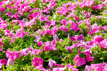 pink flower tree or pink flowers.