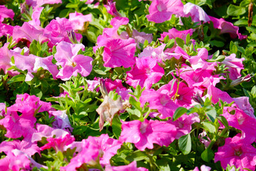 pink flower tree or pink flowers.