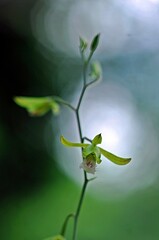 Eulophia epidendraea is a ground orchid that grows in the wet zone of Sri Lanka, but usually on rocky ledges with very little sandy growing media which is well draining. 