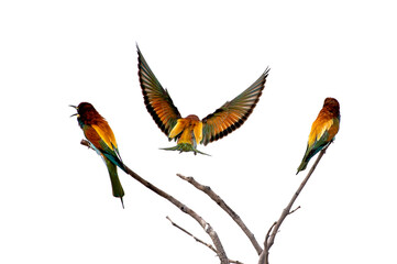 European bee-eaters