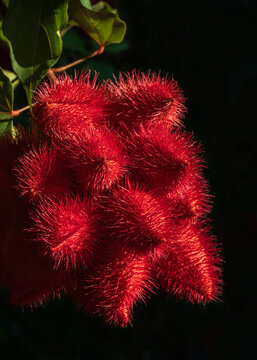 Closeup view of bright red achiote or bixa orellana fruits or seedpods in natural morning light on dark background