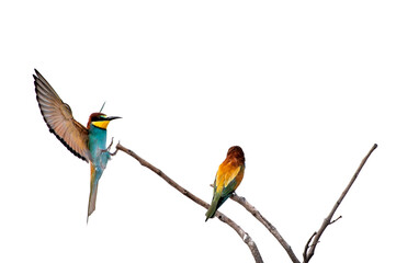 European bee-eaters