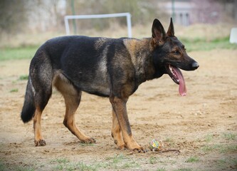 German Shepherd in a park during a walk