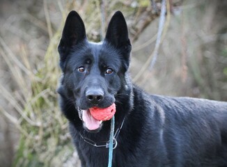 German Shepherd in a park during a walk