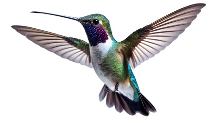 Illustration of hummingbird