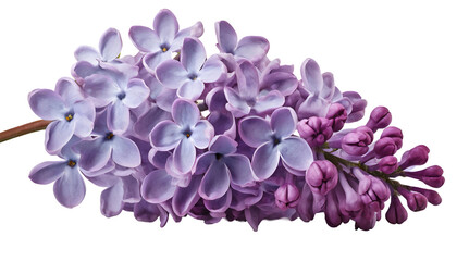 Illustration of flower lilac