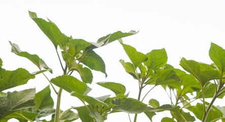 Sunflower buds on a white backgroun