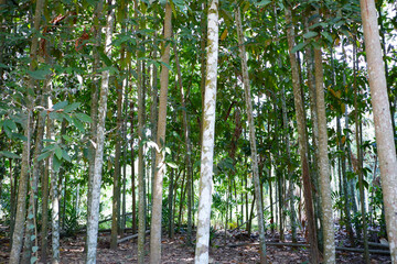 green trees or forest trees trunks.