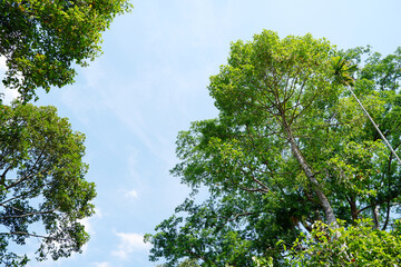 Green trees with sky background.