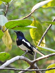 Oriental magpie robin, Foraging in the park