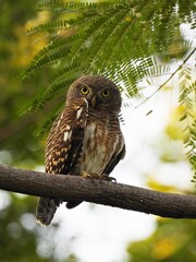 Asian barred owlet, perched on a branch in the park