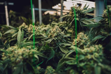 Keuken spatwand met foto Premium cannabis plants in a greenhouse ready for harvest. © romaset