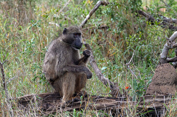 Monkey sits on a log and chews grass, side view. Chacma baboon in Kruger National Park, South Africa. Safari in savannah. Animals natural habitat, wildlife, wild nature background, close up