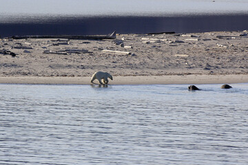 Promenade de l ours blanc sur la côte au Svalbard