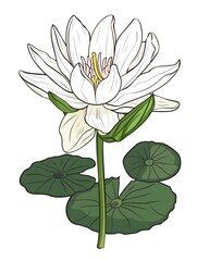 water lily flower minimalism clipart drawing, isolated on white background