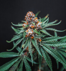 Beautiful cannabis big bud on the dark grey background