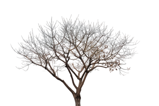 Bare Tree With No Leave. A bare tree with no leaves stand starkly against a plain white background. The branches are spread out devoid of foliage creating a striking contrast against the blank canvas.