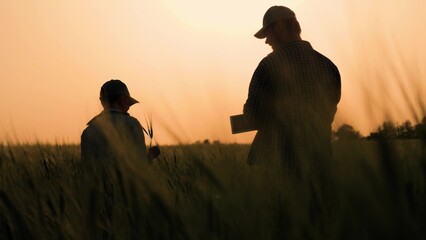agriculture father farmer with little boy son working wheat field, child kid baby son boy helping...