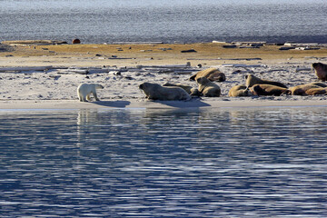 Paysage rarissime de la rencontre entre un ours blanc et des morses