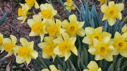 Yellow daffodils bloomed in the garden