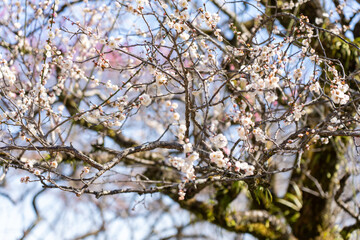 Plum blossoms blooming in the Hundred Herb Garden_15