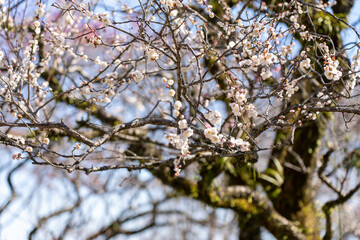 Plum blossoms blooming in the Hundred Herb Garden_16