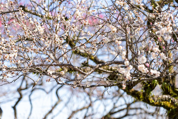 Plum blossoms blooming in the Hundred Herb Garden_11