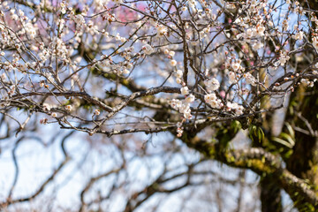 Plum blossoms blooming in the Hundred Herb Garden_10