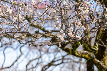 Plum blossoms blooming in the Hundred Herb Garden_09