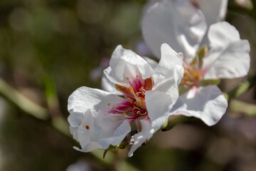 Obraz premium nature, park, macro High quality photo