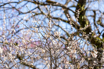 Plum blossoms blooming in the Hundred Herb Garden_04