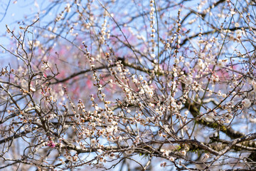 Plum blossoms blooming in the Hundred Herb Garden_05